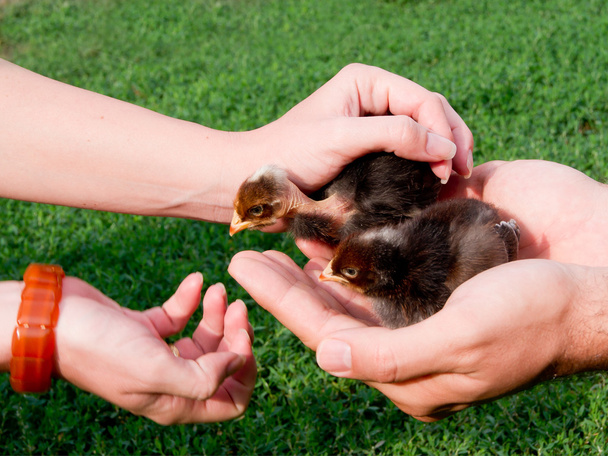 Chick in hand - Foto, afbeelding
