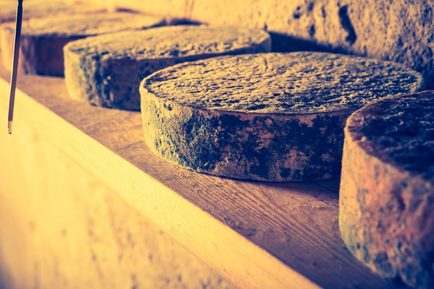 cheese maturing in basement - Фото, изображение