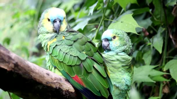 Amazone perroquet
 - Séquence, vidéo