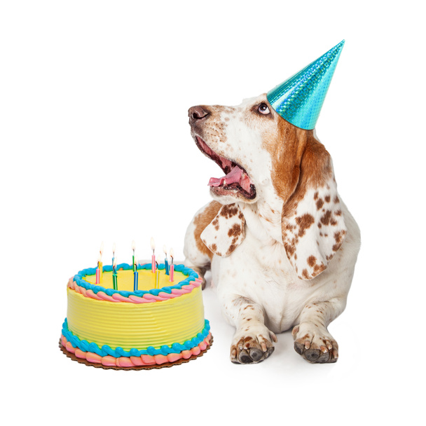 Cão Basset Hound com bolo de aniversário
 - Foto, Imagem