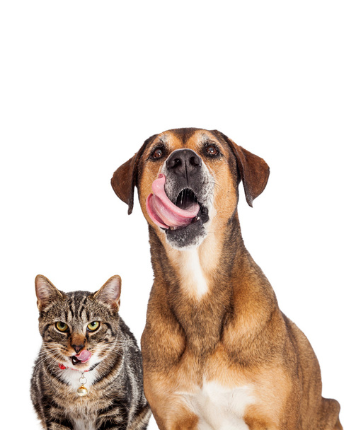 gato y perro con lenguas que sobresalen
 - Foto, imagen