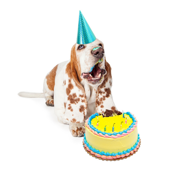 Bassetthund mit Geburtstagstorte - Foto, Bild