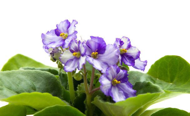 variegated african violet - Fotoğraf, Görsel