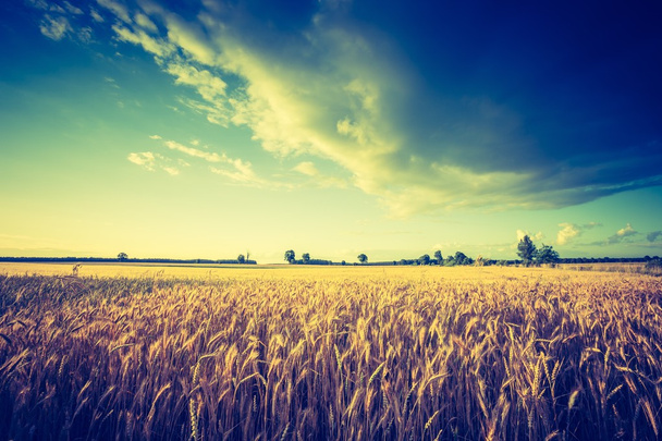 corn field in  summer - Photo, Image