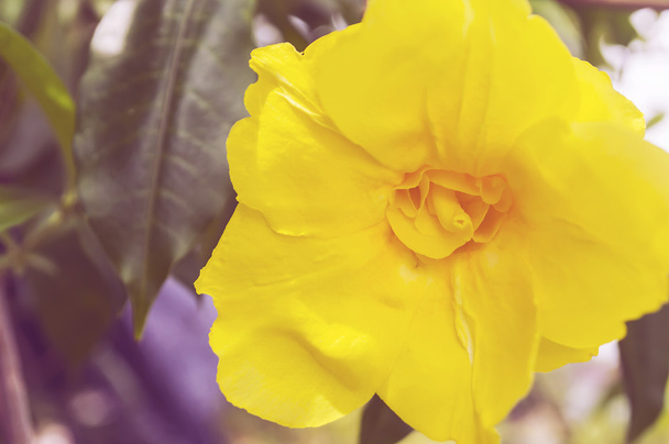 krásné květiny s barevné filtry  - Fotografie, Obrázek