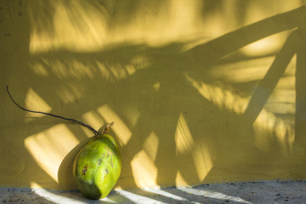Кокос и тени в тропиках
 - Фото, изображение