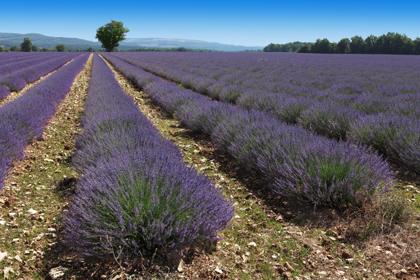 lavenders mező - Fotó, kép
