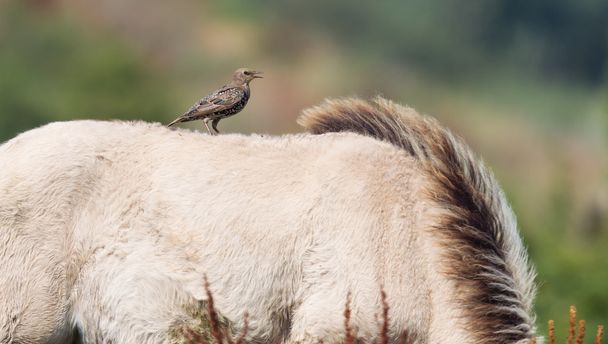 Pták sedí na koně Konik - Fotografie, Obrázek
