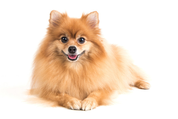 Pommeren hond - Foto, afbeelding