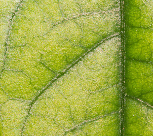 yaprak yeşil doku ve arka plan - Fotoğraf, Görsel