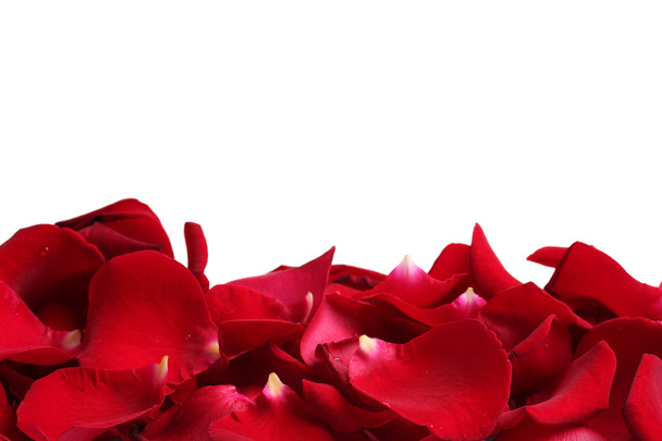 Beautiful petals of red roses isolated on white - Φωτογραφία, εικόνα