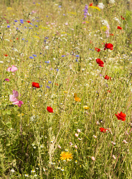 field of wild flowers background - Photo, Image