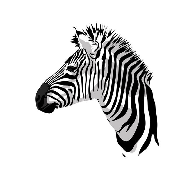 Zebras portrait. - Vector, afbeelding