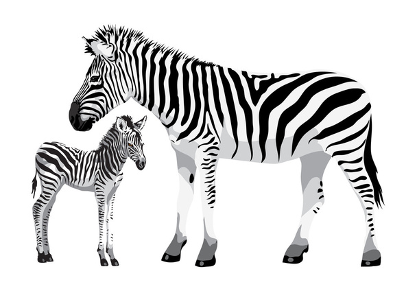 Zebra with a foal. - Вектор,изображение
