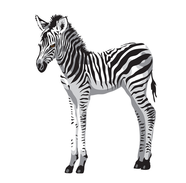 Zebras foal. - Вектор,изображение
