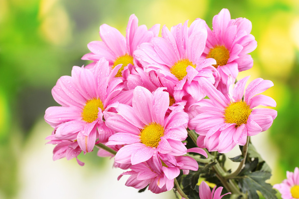 Beautiful pink chrysanthemum on green background - Foto, afbeelding