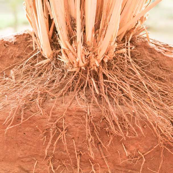 Корінь Vetiver трави в землі - Фото, зображення