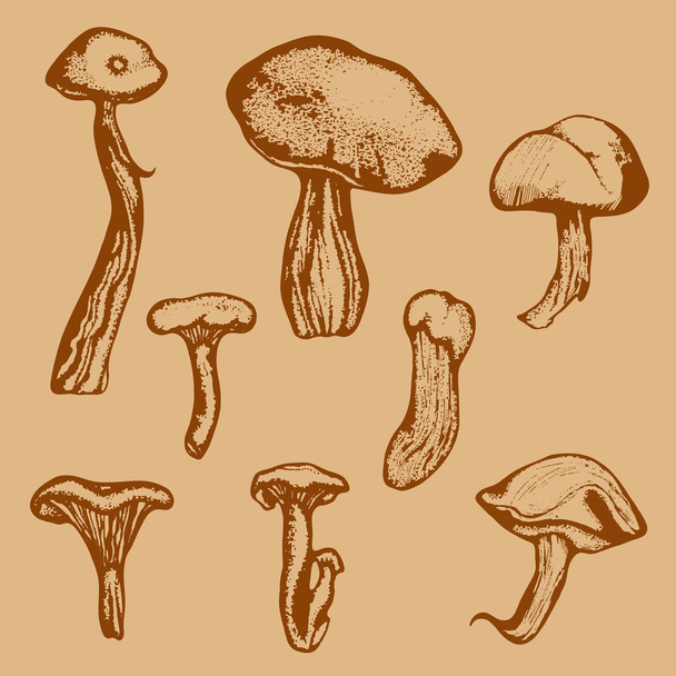 Forest Mushrooms - ベクター画像