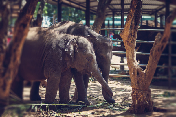 Elephant babies with tangled trunks, - Zdjęcie, obraz