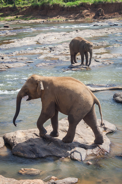Elephant family take a bath in the river, - Фото, зображення