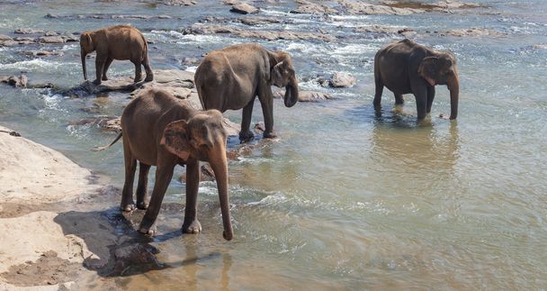 Elephants family take a bath in the river - Foto, Imagen