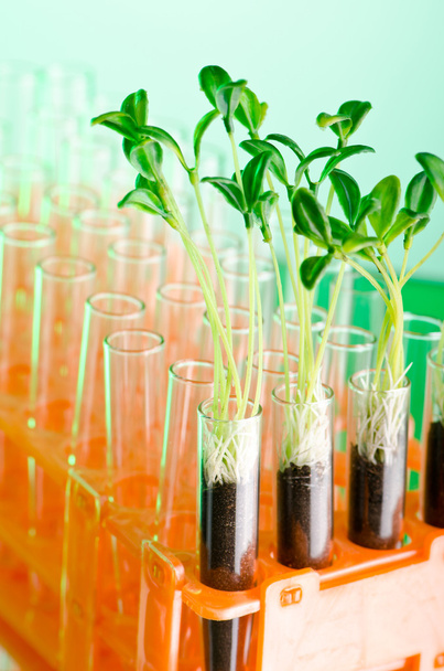 Experiment with green seedlings in the lab - Foto, Imagem