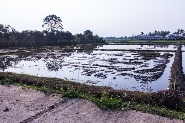 Gazdálkodás az Asia rizs mező építészet - Fotó, kép