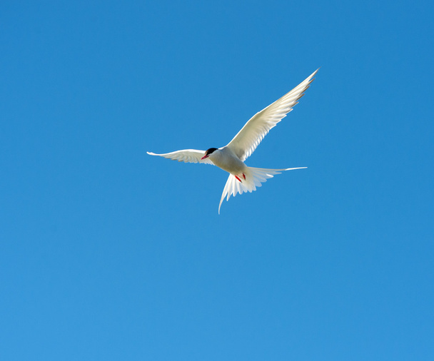 Tern flying in the blue sky - Photo, Image