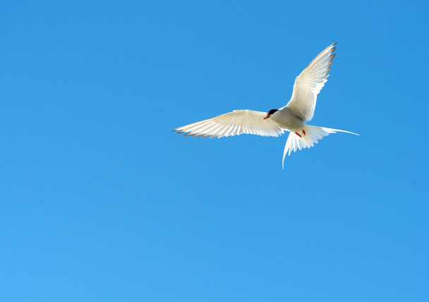 Tern flying in the blue sky - Photo, Image