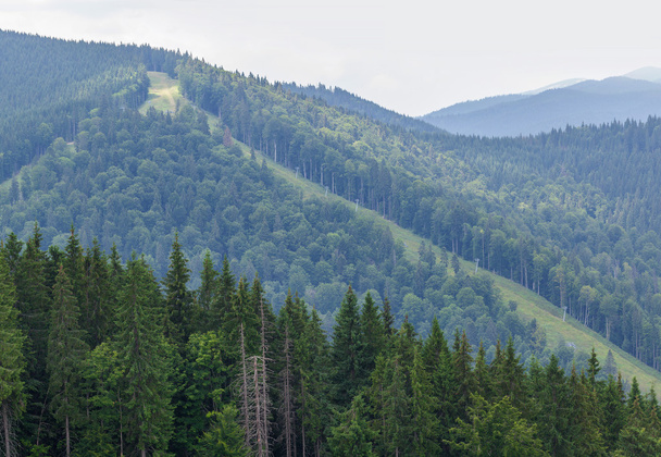 summer landscape in Carpathians - Photo, Image