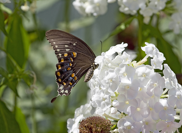 Bella farfalla sui fiori - Foto, immagini