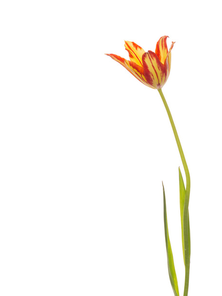 beautiful bright tulip - 写真・画像