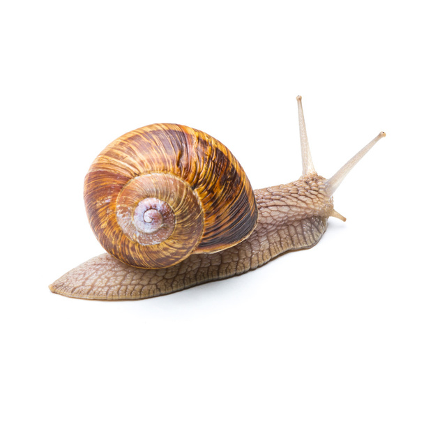 snail goes away - Photo, Image