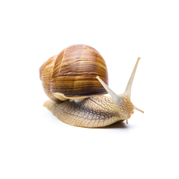 snail (Helix aspersa) - Foto, Bild