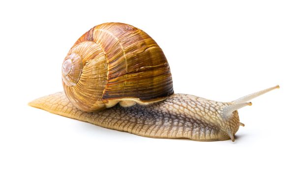 Snail crawling at snail's pace - Fotografie, Obrázek