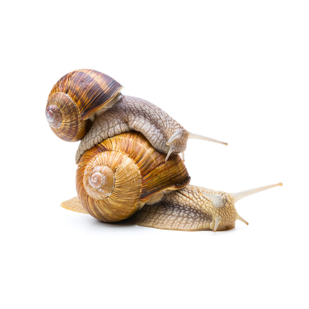 snail mail - Photo, Image