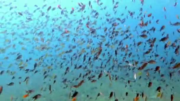 Kwitnącej koralikowej rafie żyje z życia morskiego i ławice ryb, Bali. - Materiał filmowy, wideo