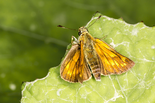 Ochlodes venatus (Ochlodes sylvanus), Large skipper butterfly from Lower Saxony, Germany - Photo, Image