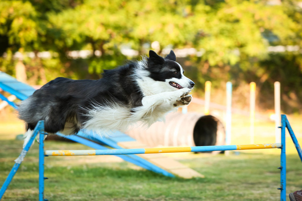 黒と白のボーダー ・ コリー犬の敏捷性をジャンプ - 写真・画像