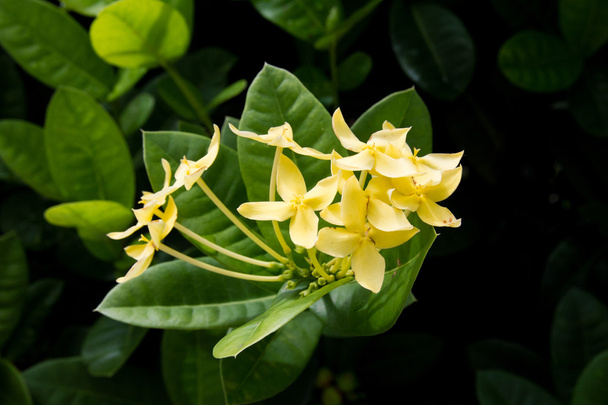 Sárga virágok - Fotó, kép