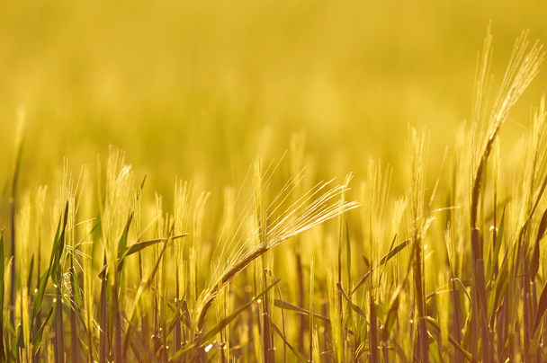 Back-lit field of barley, close up, shallow depth of field - Photo, Image