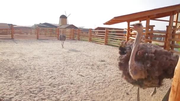 Ostriches at the zoo. - Footage, Video