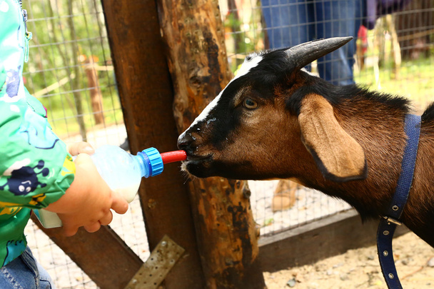 young baby goat drink milk from nipple bollte - Photo, Image