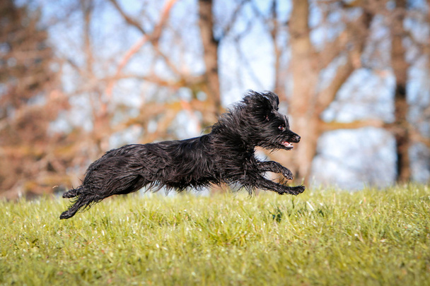 Szczęśliwy pies Owczarek pirenejski uruchomiony przez łąkę - Zdjęcie, obraz