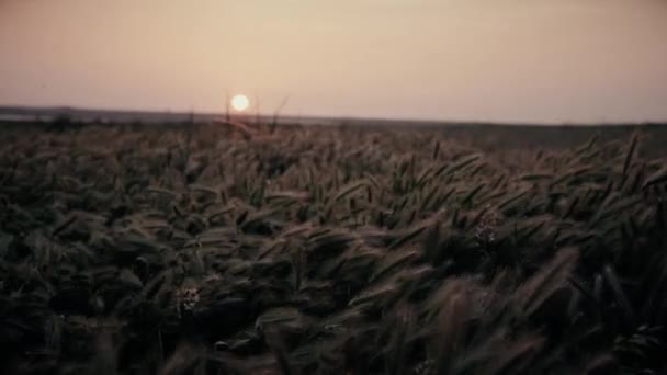 Večerní západ slunce v divokém poli vysokých, travnatých nadýchaných uší - Záběry, video