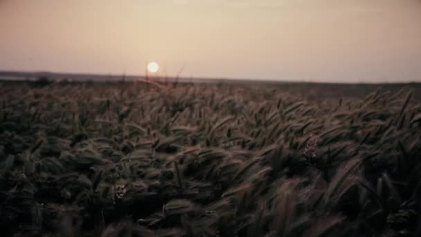 Este naplemente a magas füves bolyhos fülek vad mezején - Felvétel, videó