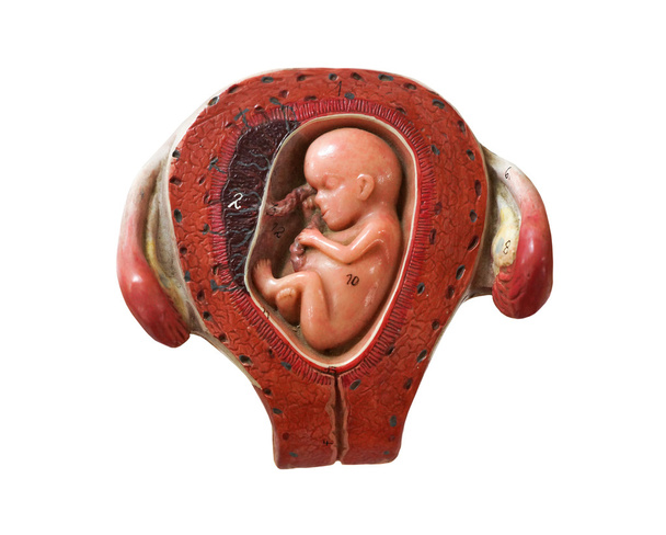 fetus geliştirme modeli - Fotoğraf, Görsel