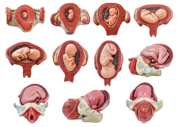modelo de desenvolvimento fetal
 - Foto, Imagem