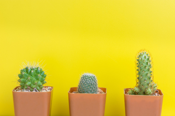 Tres cactus en maceta sobre fondo amarillo
 - Foto, imagen
