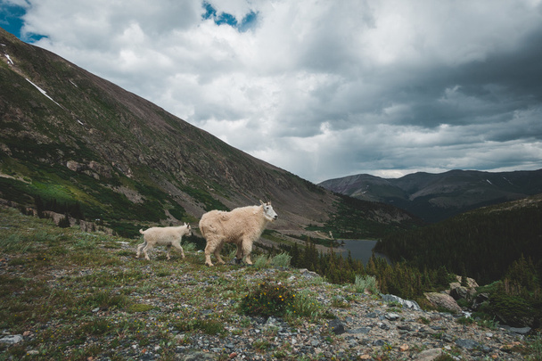 Mountain Goat and Kid - Valokuva, kuva